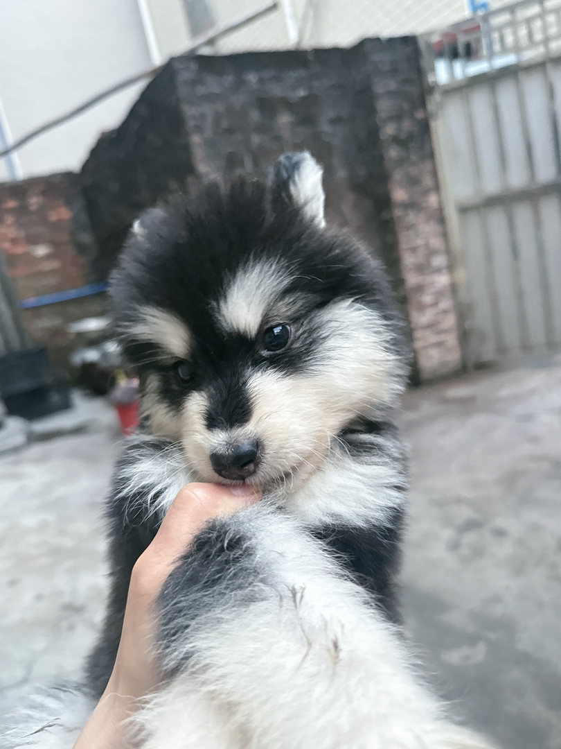 阿拉斯加妹妹找主人啦👏