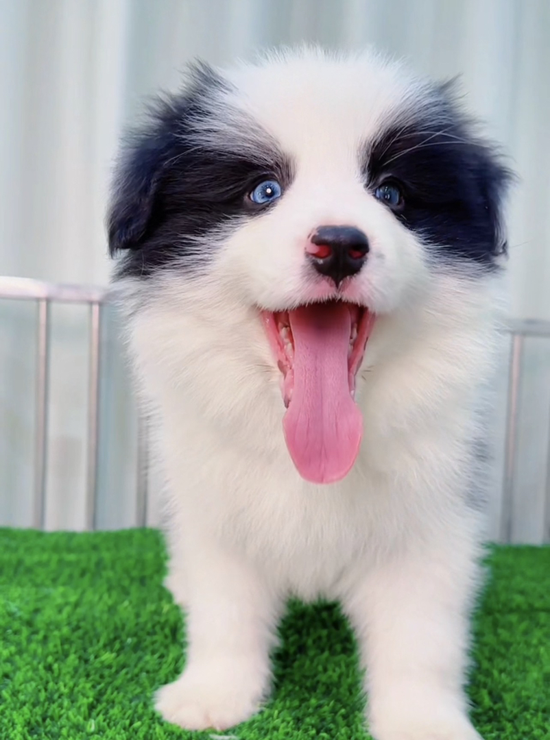 网红七白三通蓝色眼睛异瞳边境牧羊犬