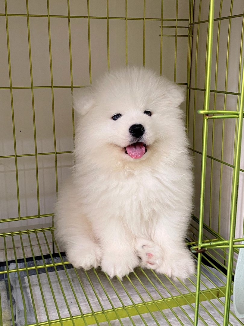 可爱萨摩耶幼犬，雪白蓬松，笑容治愈，绝佳宠物伴侣