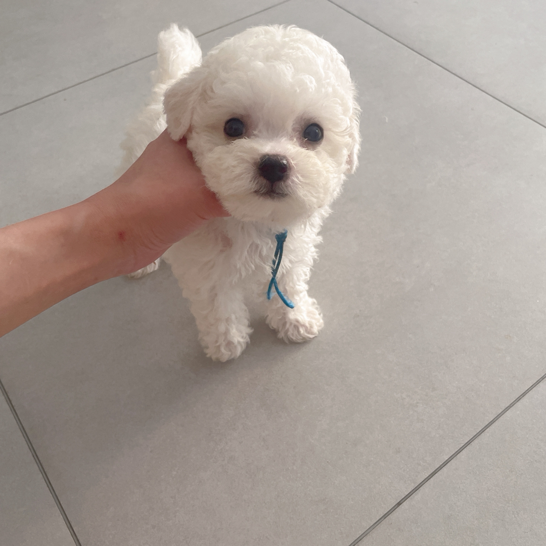可爱比熊幼犬,浑身雪白卷毛,颜值高性格温顺好养