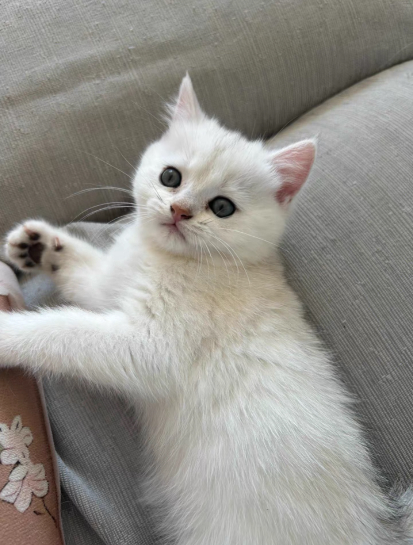 银渐层猫咪，大包子脸，颜值超高，温柔可爱，你的贴心小伴侣