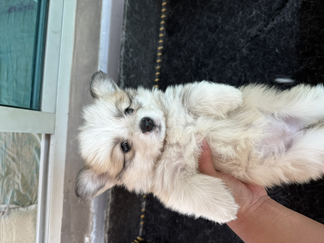 自家柯基幼犬出售，可爱活泼好动，已打一针疫苗