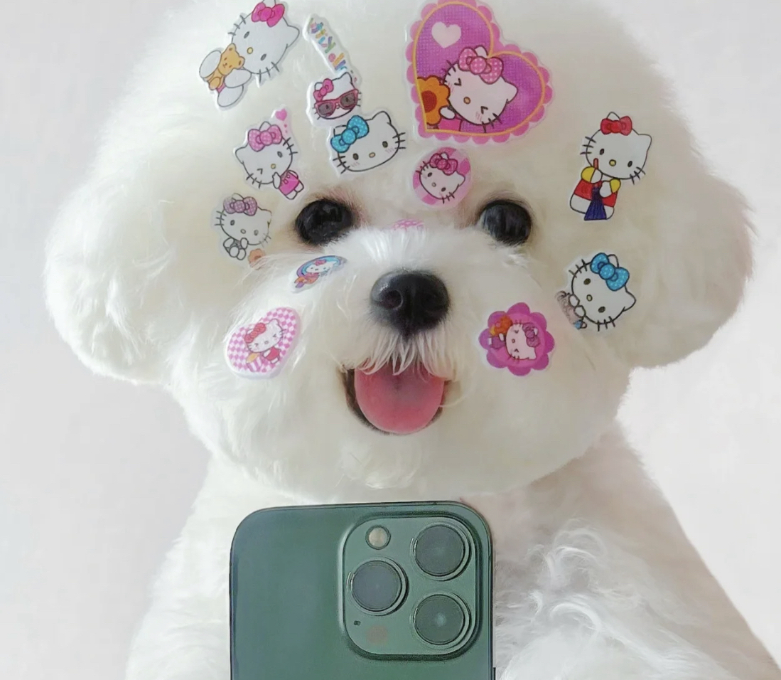 双血统熊版大爆毛比熊犬❤️