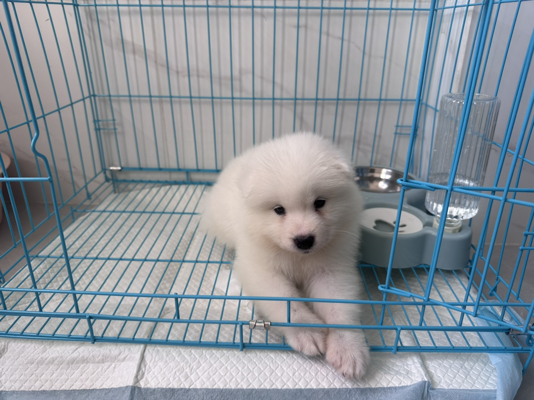 萨摩耶