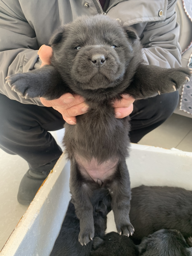 五黑犬广西土猎犬