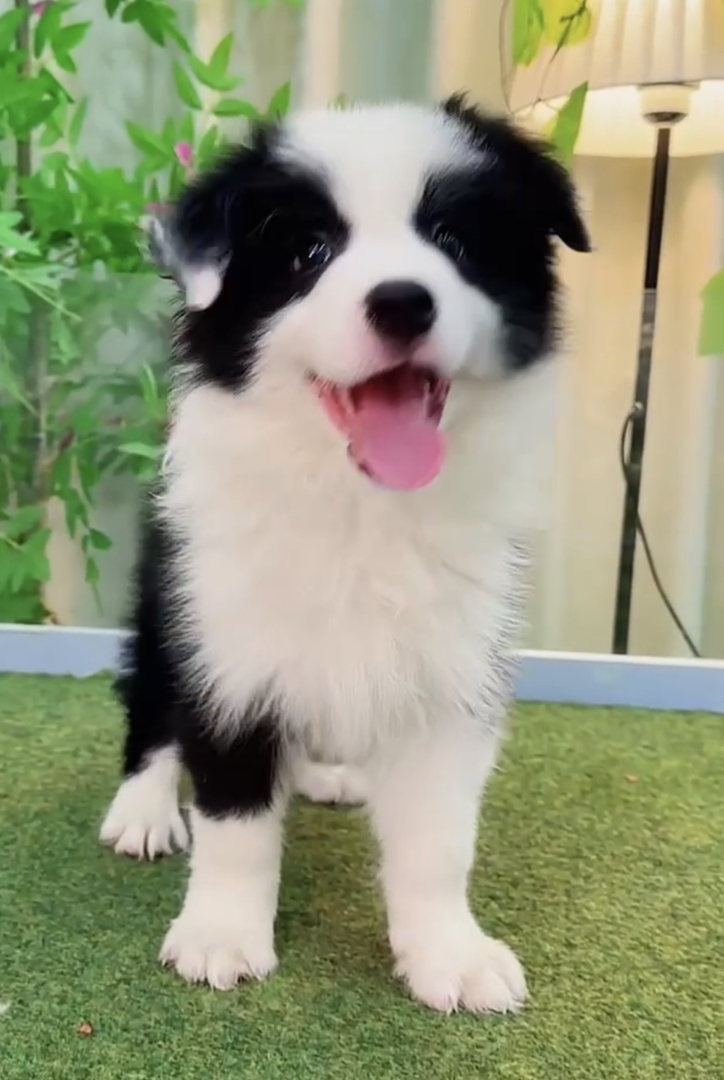 福利款❤️双血统边境牧羊犬❤️七白三通顶配