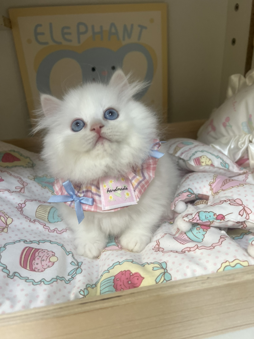 梵白蓝眼矮脚拿破仑弟弟