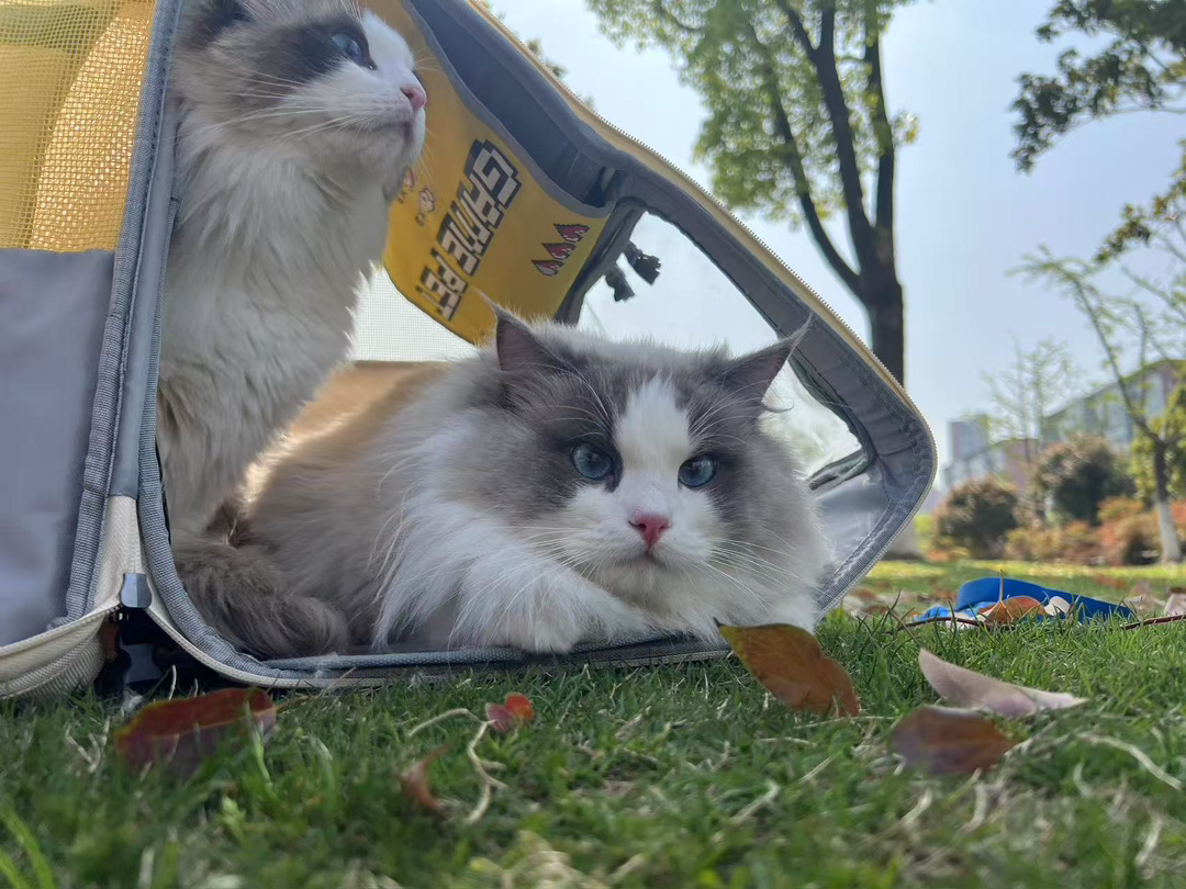 布偶猫