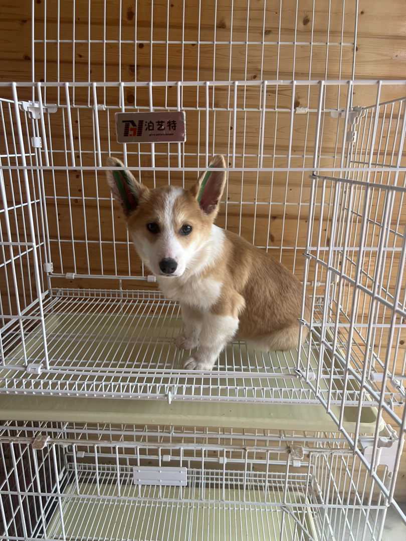 奶油柯基妹妹疫苗齐全四个月