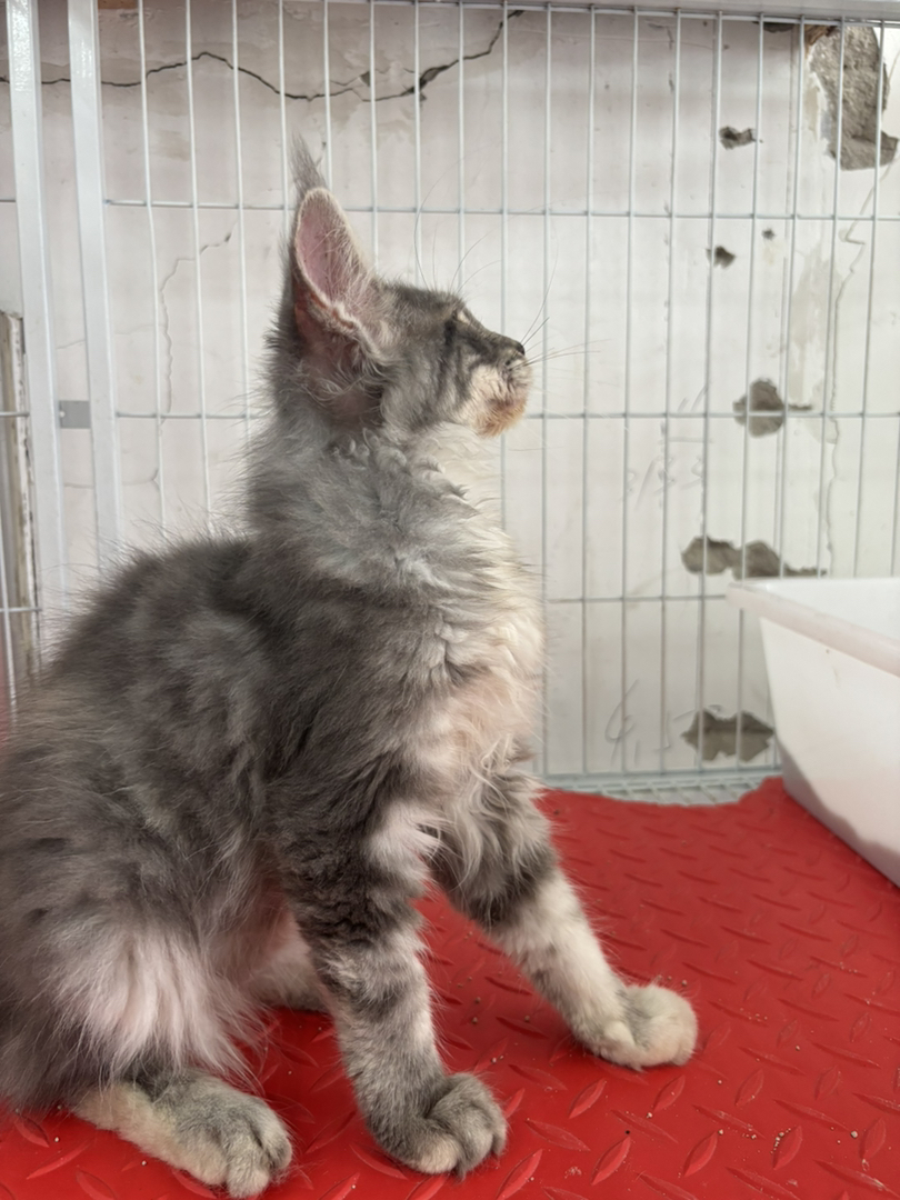 缅因猫幼崽,银虎斑花纹,毛发蓬松大耳,温顺亲人,颜值气质俱佳
