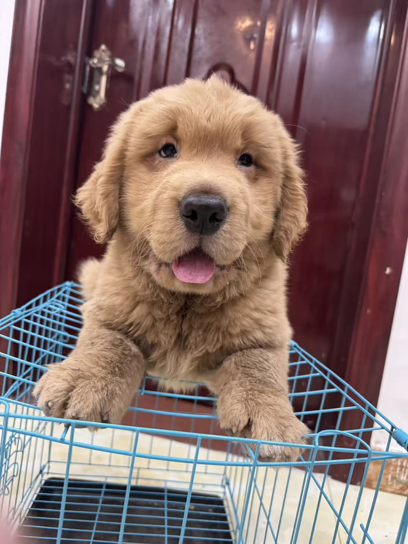 金毛幼犬，可爱活泼，性格温顺，适合家庭养殖