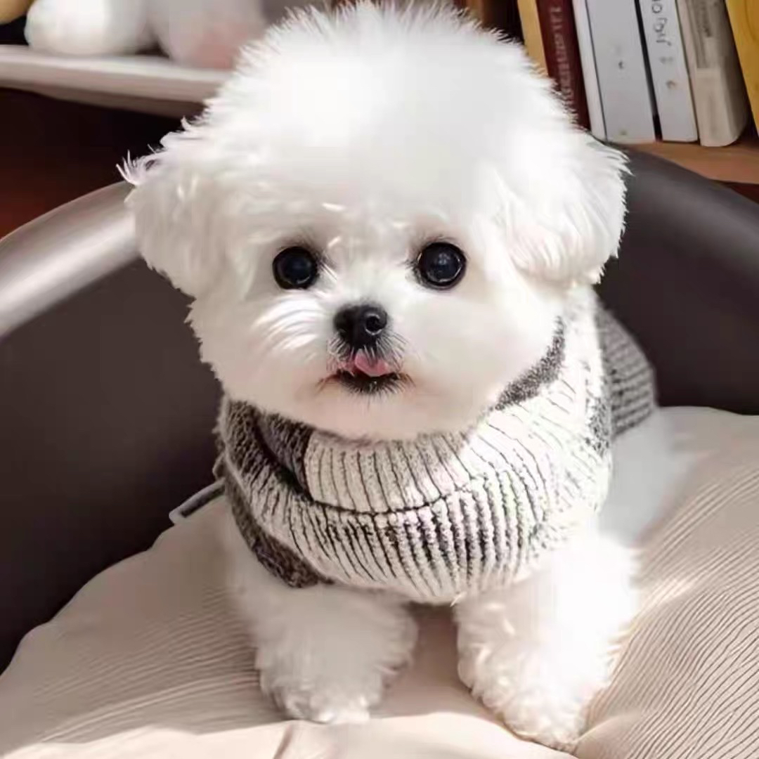 可爱比熊犬,雪白蓬松,身着彩衣,萌态十足惹人爱