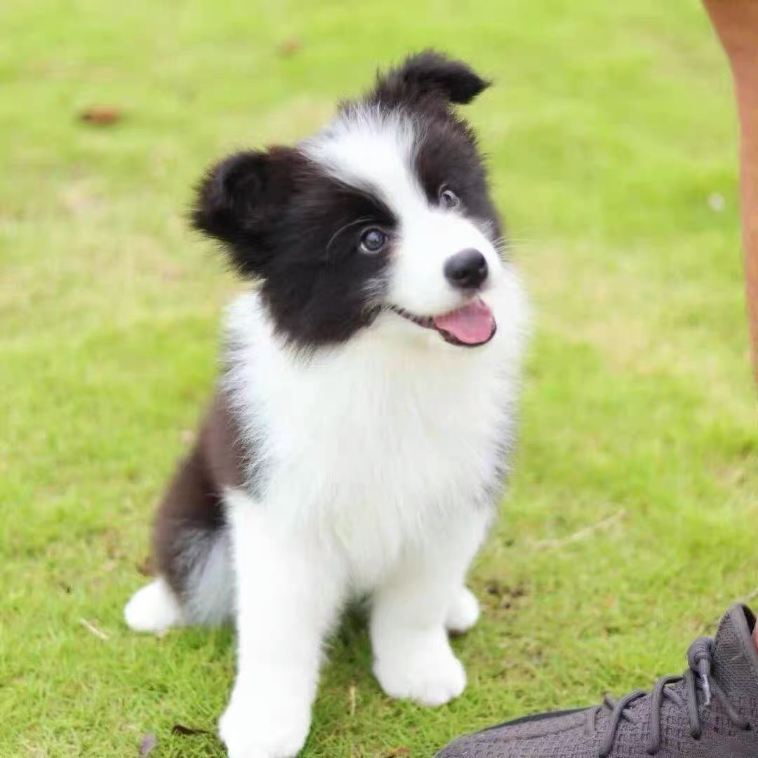 边境牧羊犬❤️平台推荐双血统边牧