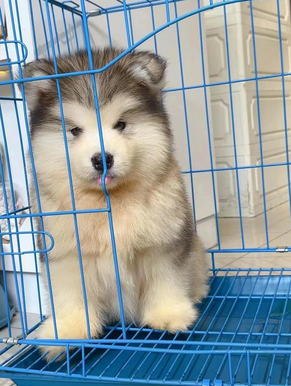 阿拉斯加幼犬，毛发蓬松，颜值高，忠诚可爱的伙伴