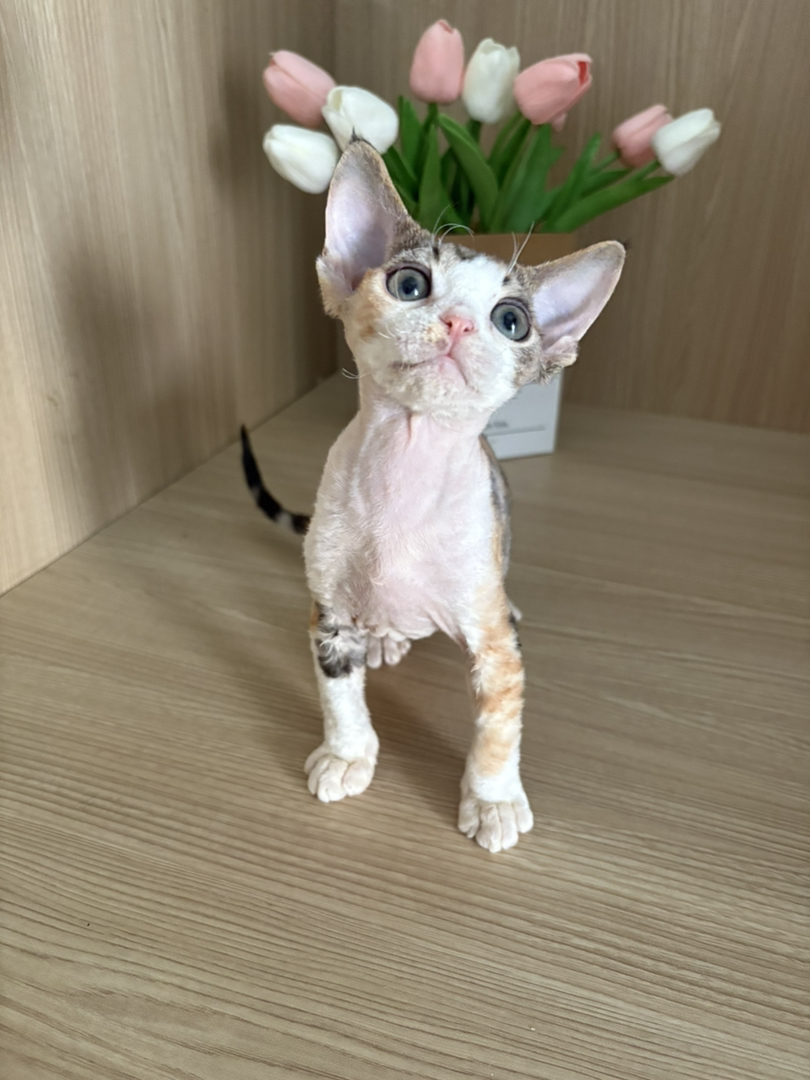 德文