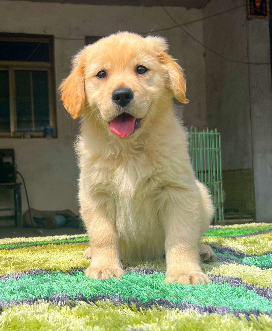 金毛幼犬,运费自理。