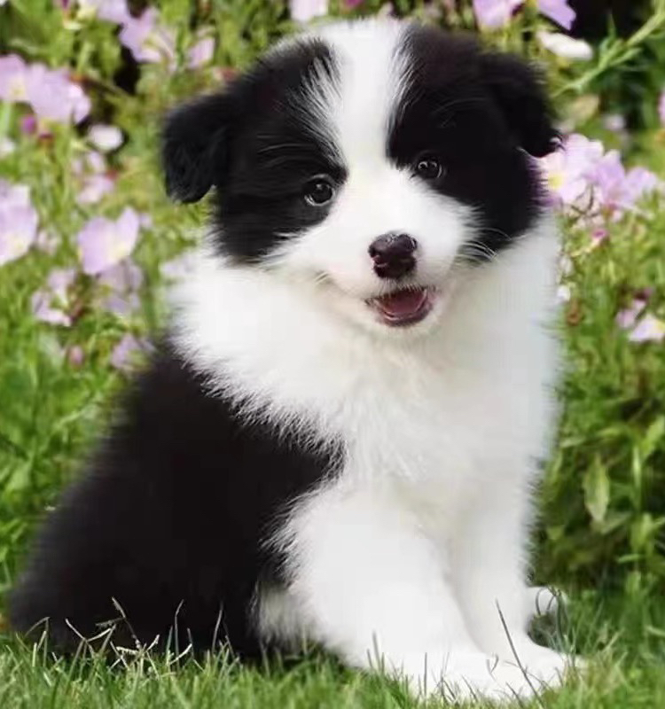 边境牧羊犬 陨石边牧 金边 咖啡色边牧