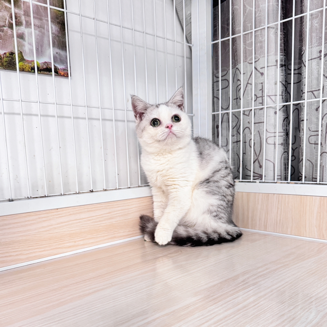 英国短毛猫