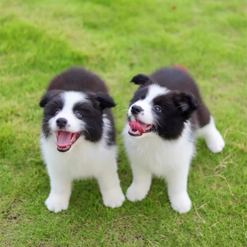 黑白相间边境牧羊犬,聪明活泼,绝佳宠物伴侣
