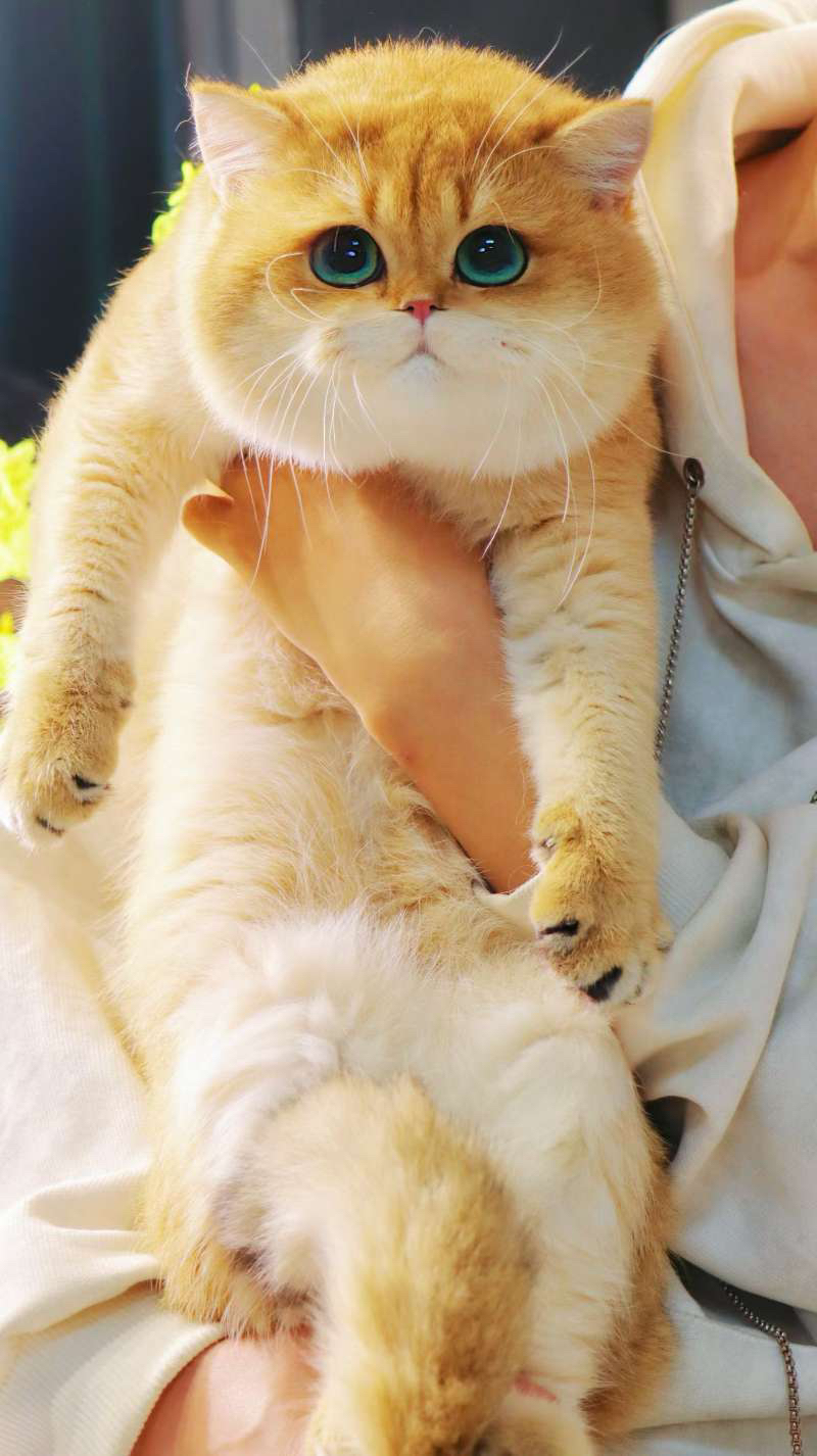 金渐层猫咪，大眼萌宠，颜值爆表，温顺亲人超可爱