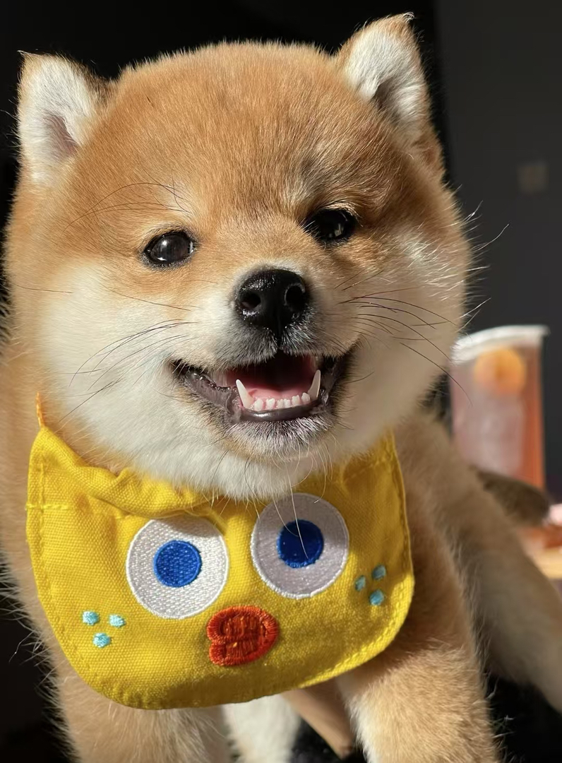 柴犬幼崽 送过渡粮 狗绳 ➕狗瘟 冠状 细小试剂检测