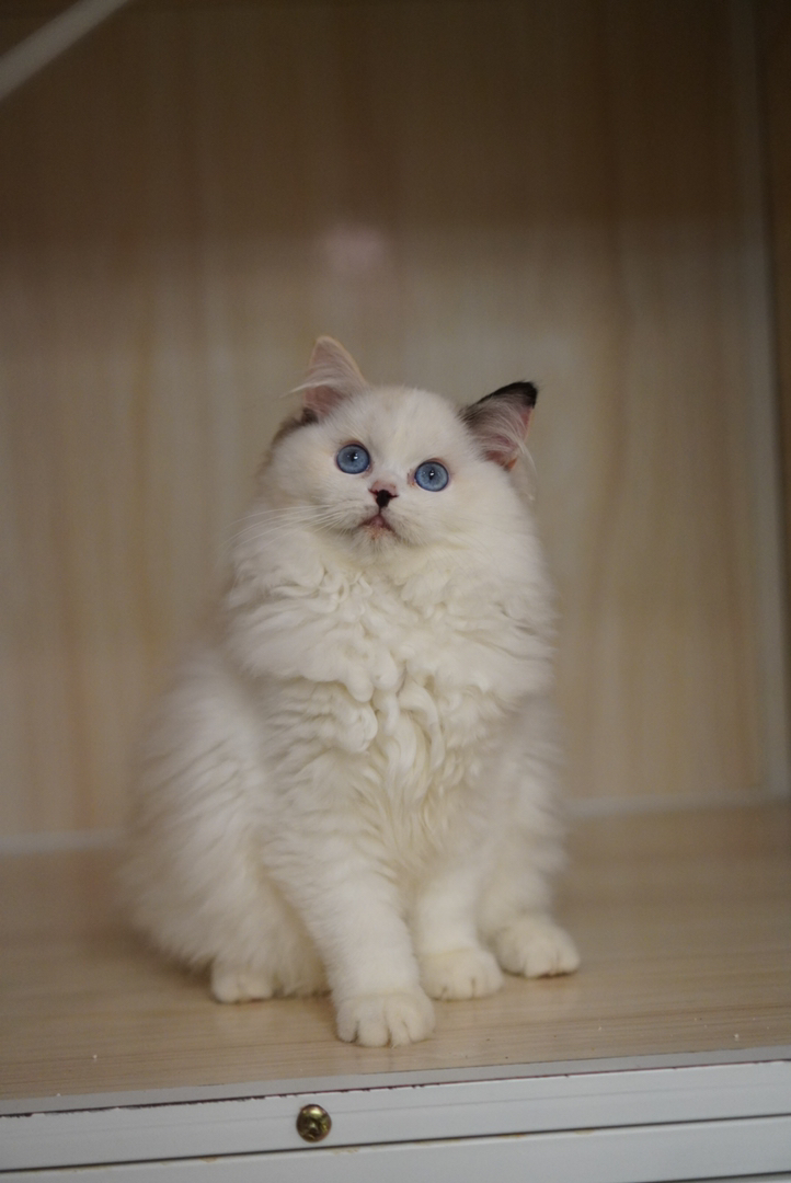 高颜值布偶猫，蓝眼白毛仙气足，温顺可爱的贴心伴侣