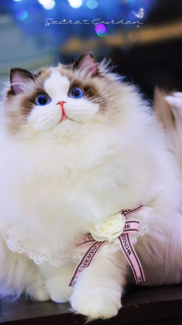 高端布偶猫