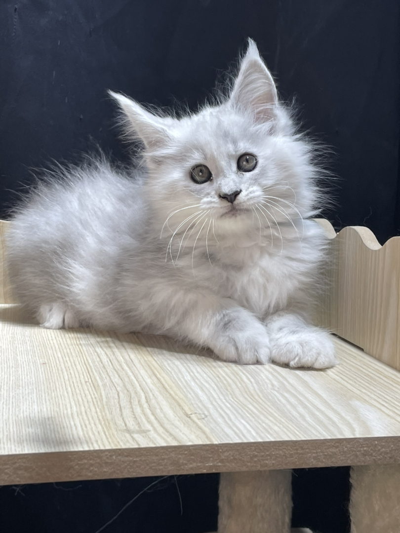 高银妹妹,颜色很浅。和阴影差不多