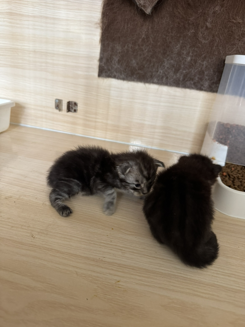 自家缅因猫生了一窝小宝贝，有银虎斑色 烟灰色，小猫们都很健康活泼
