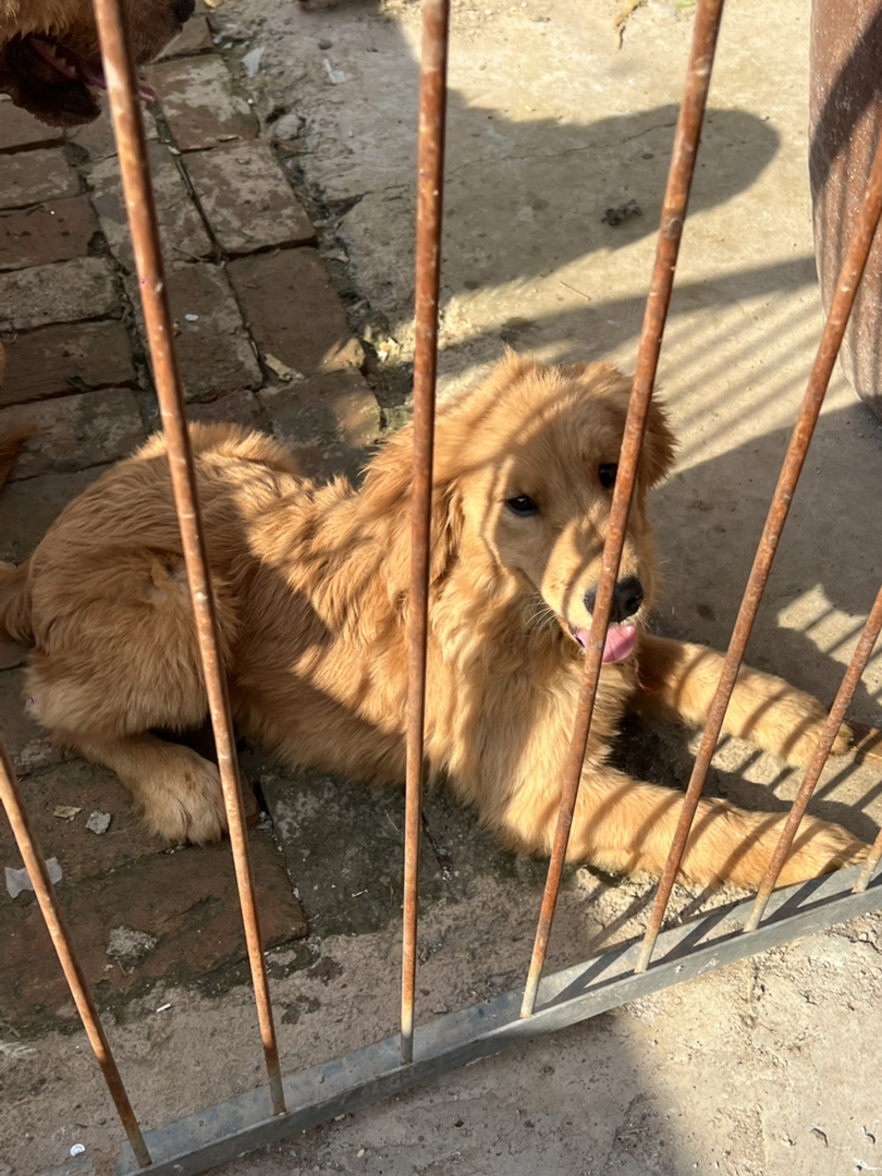 双血金毛，3个多月