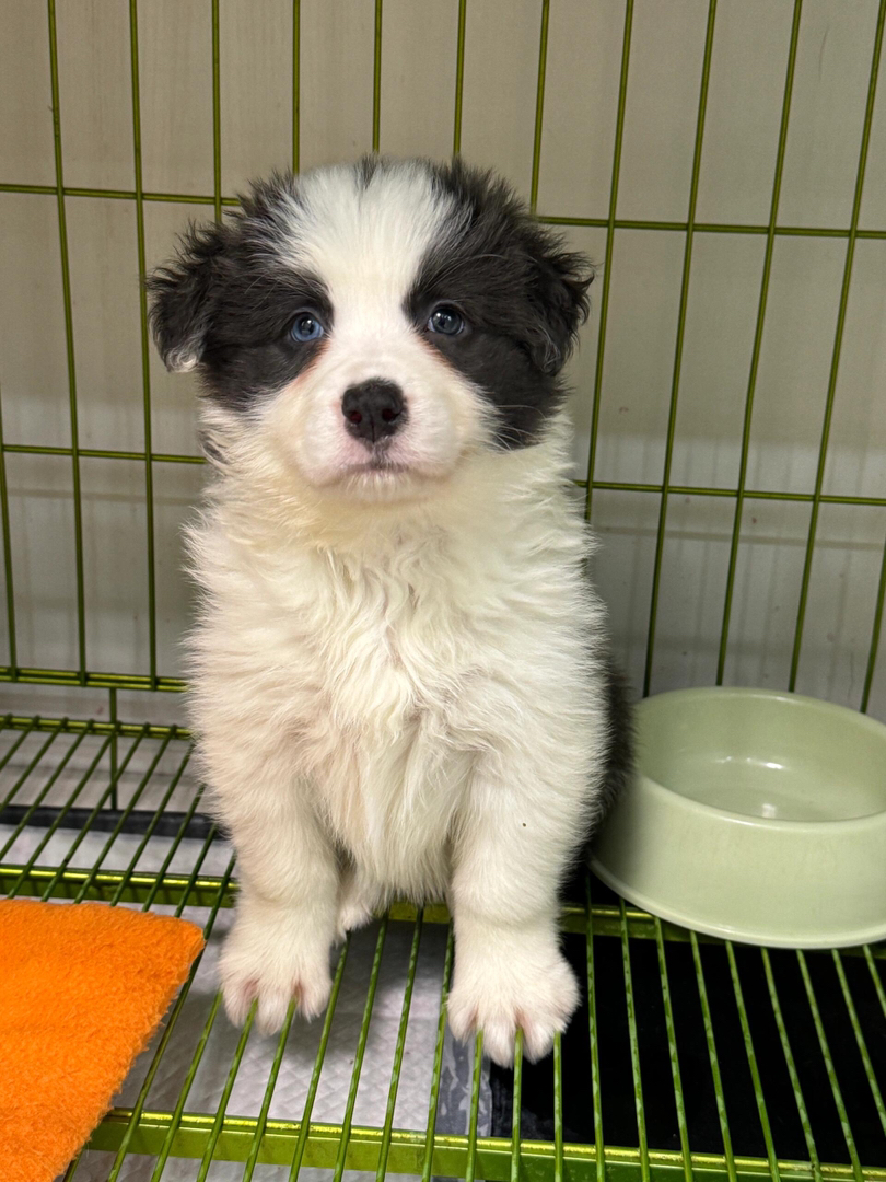 黑白边境牧羊犬幼犬,颜值高智商高,养宠首选