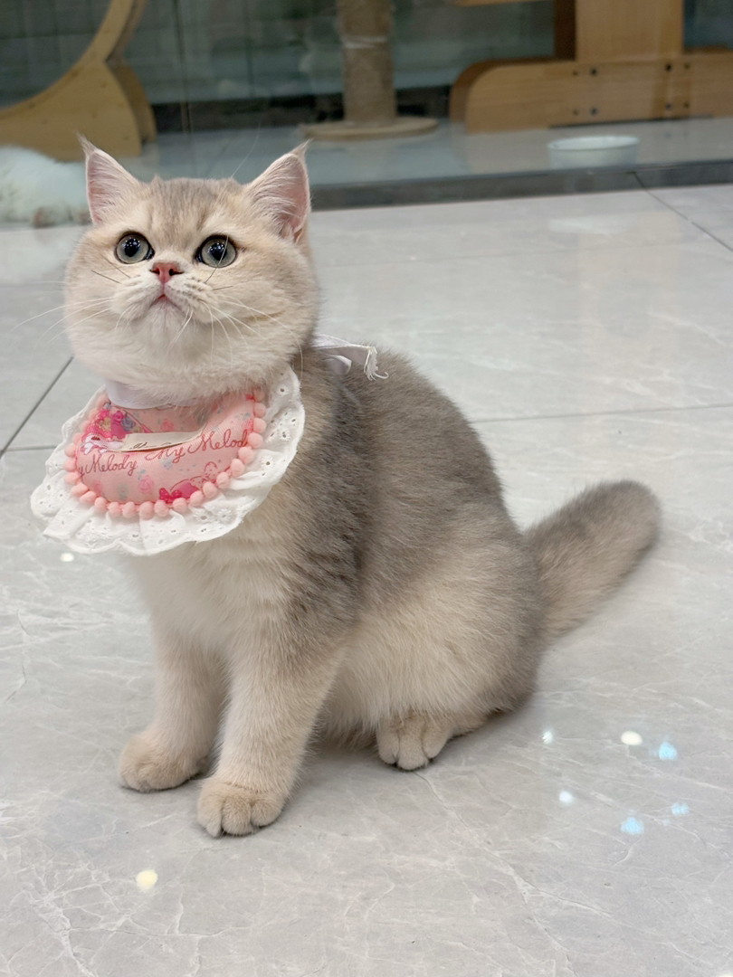 纯血统精品蓝金妹妹🐱