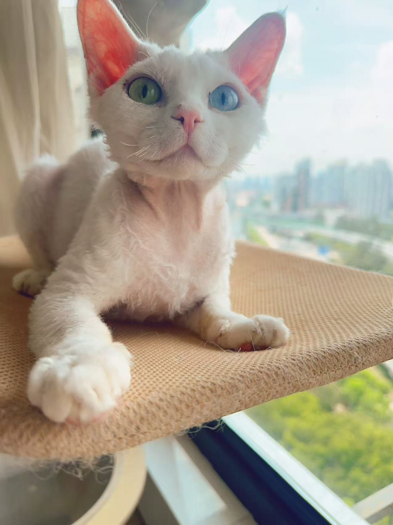 德文猫