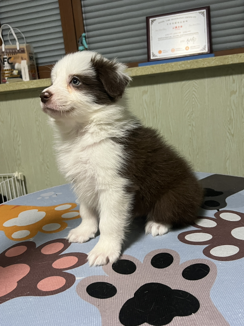 咖啡色超帅气海盗花色弟弟