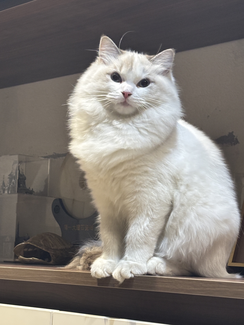 布偶山猫姐姐