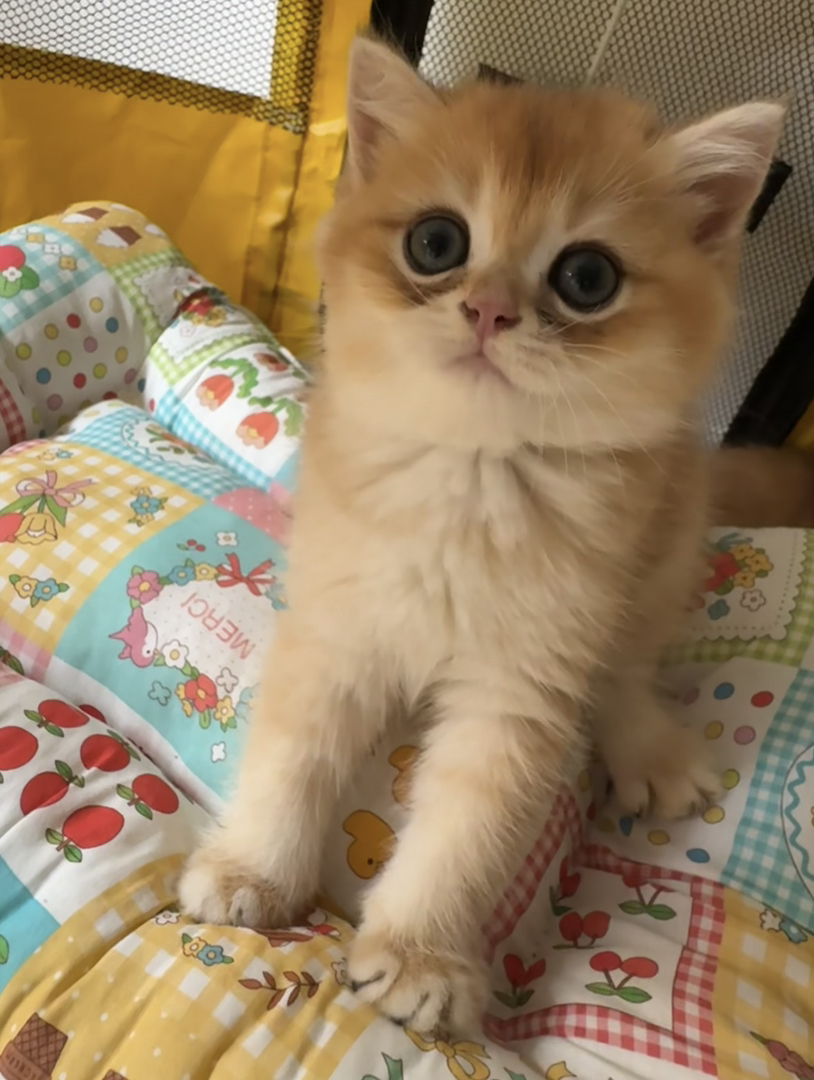 可爱金渐层小猫，大眼萌态，毛绒绒超治愈，值得拥有