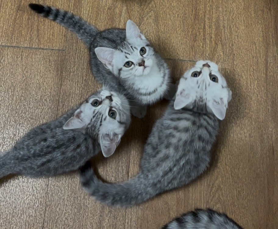 西安英短银虎斑幼崽，斑纹独特，活泼可爱，养猫首选