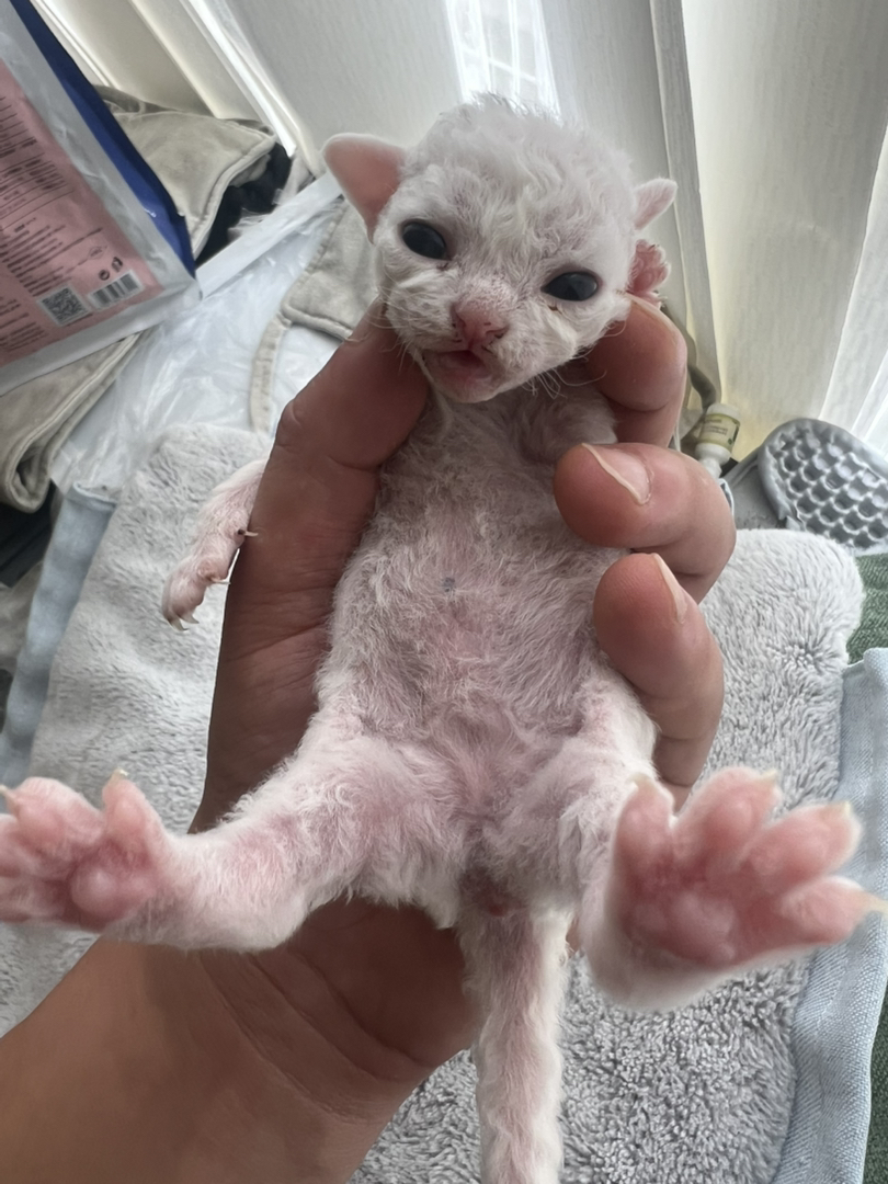纯白德文卷毛猫