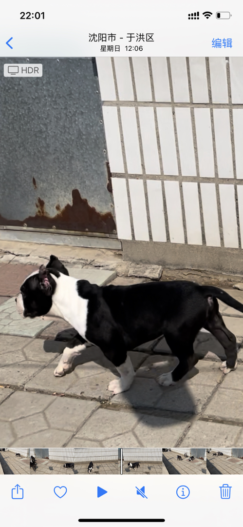 斯塔福幼犬寻有意买家。什么价位都有