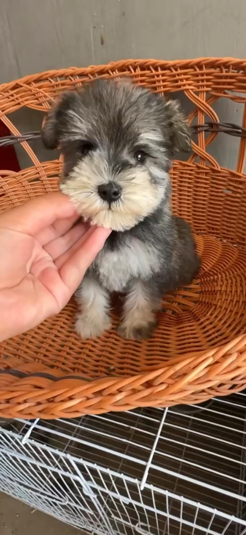 #雪纳瑞，浅椒盐雪纳瑞宝宝太多了，雪纳瑞幼犬