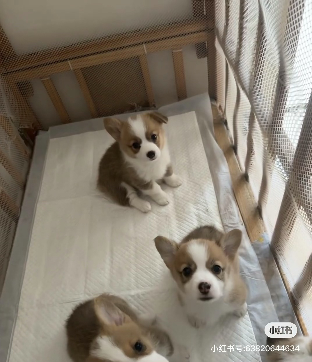 双色柯基 可爱柯基幼犬,双色毛发,活泼好动,萌宠首选