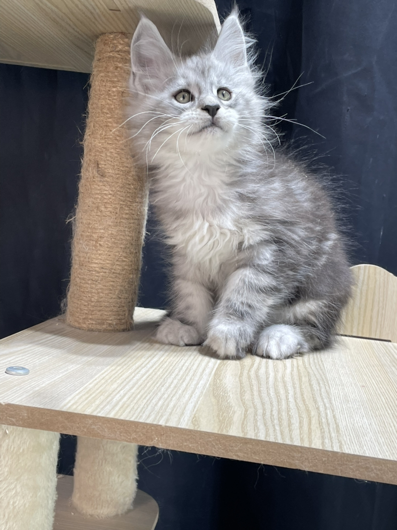 银虎弟弟,父亲11色,妈妈高银