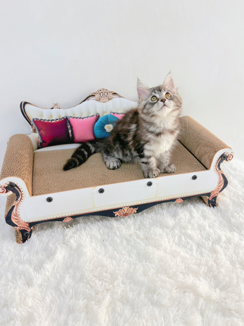 六趾大脚缅因mm黏人性格好