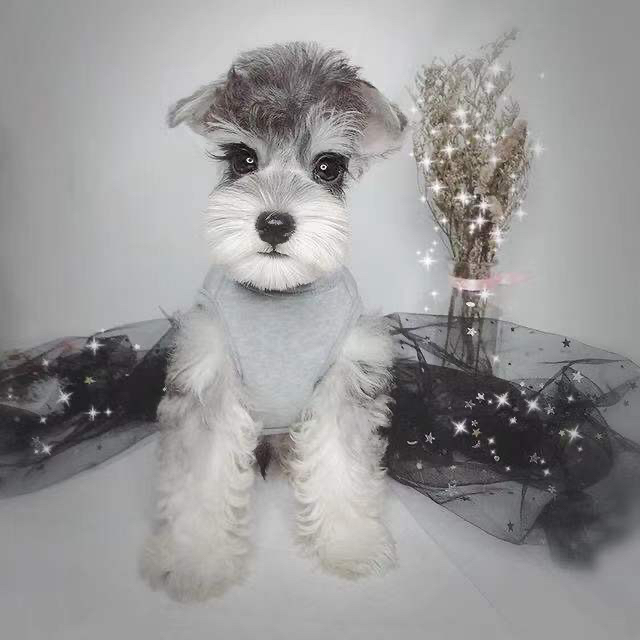 浅椒盐色雪纳瑞宝贝❤️疫苗齐全。双血统