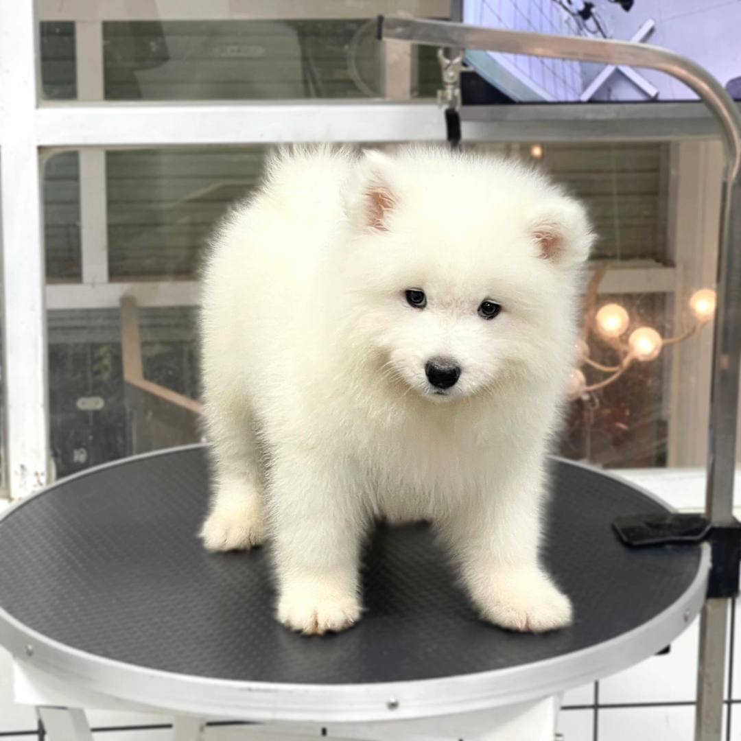 萨摩耶幼犬,颜值超高,毛白如雪,温顺可爱好伴侣
