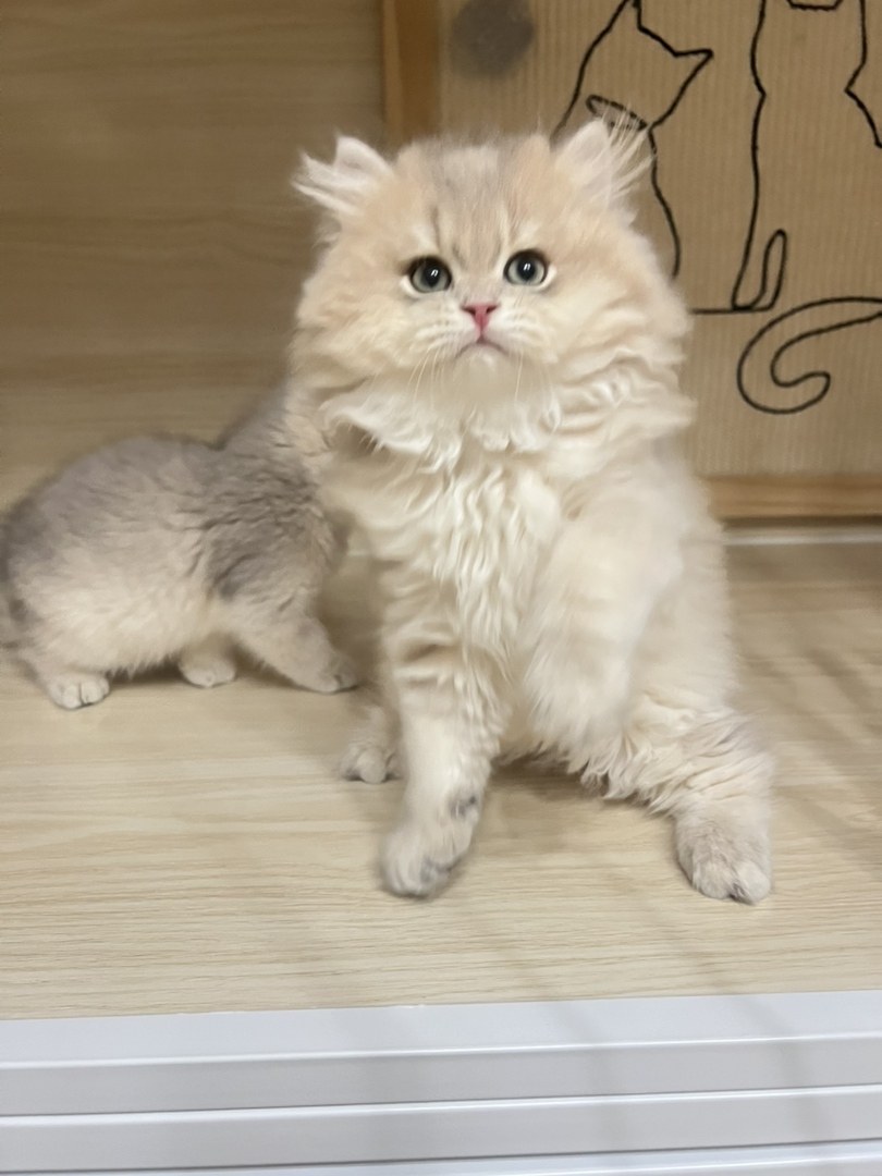 蓝金渐层长毛弟弟蹲新🏠