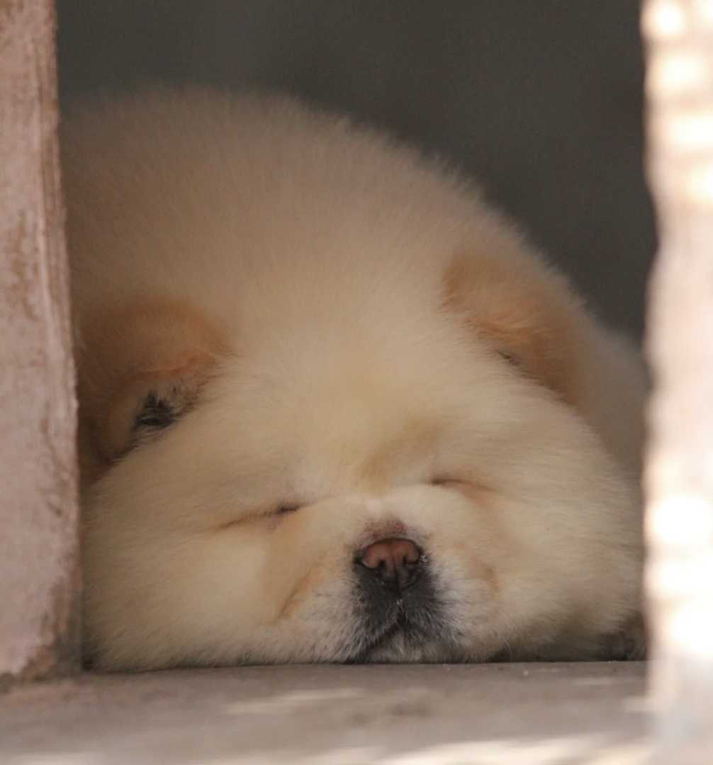 熊版大骨量松狮犬❤双血统➕证书芯片