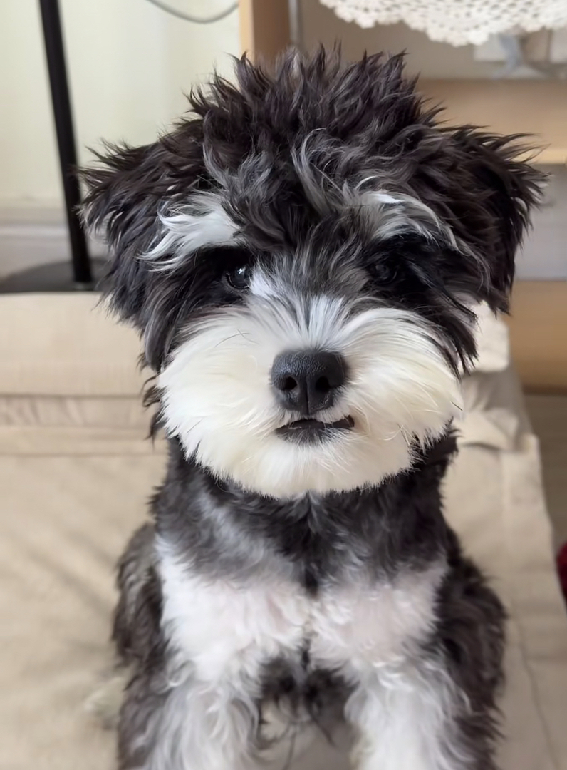 雪纳瑞宠物犬，毛发浓密，性格活泼，可爱萌宠首选