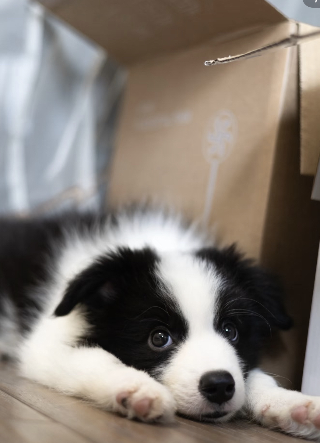 黑白边牧幼犬，颜值爆表超可爱，聪明活泼好伴侣