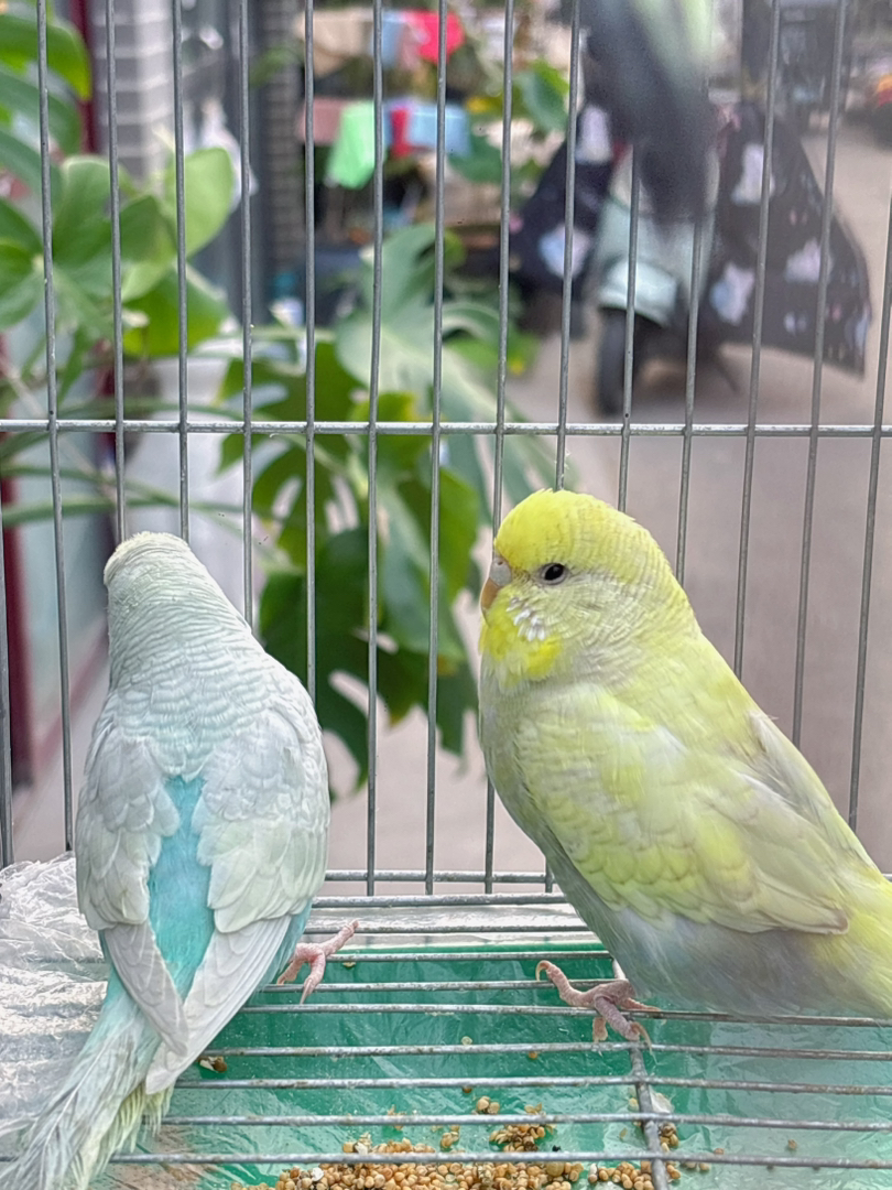 可爱虎皮鹦鹉，小巧玲珑，羽毛漂亮，易养宠物